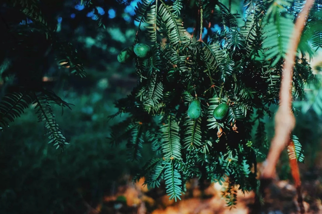 西施最爱的零食，恐龙时代已经存在，找遍整个中国才找到