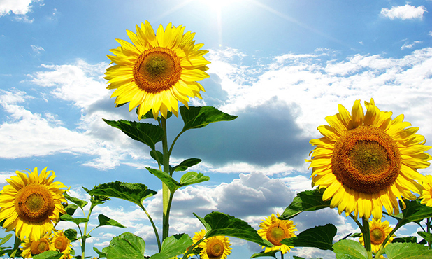 断掌纹女孩,女孩左手断掌纹