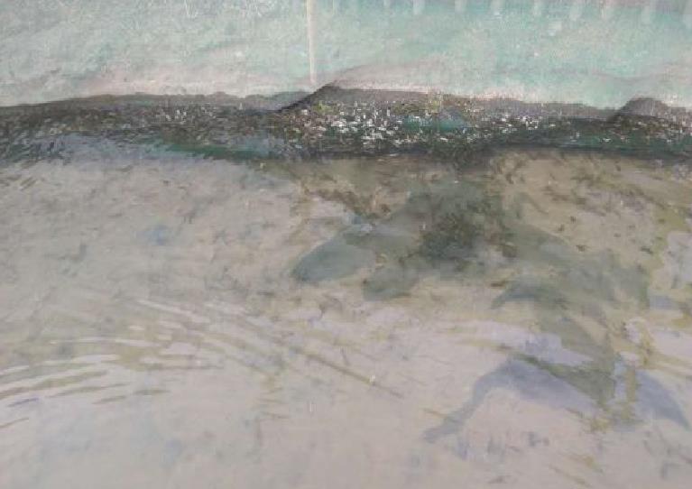 河蟹气泡病症状,河蟹气泡病怎么预防