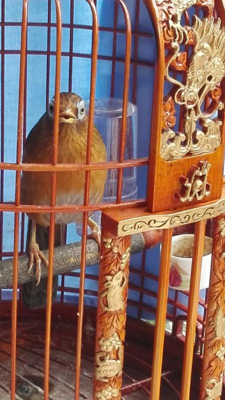 画眉鸟叫声音大全,画眉鸟公叫和母叫