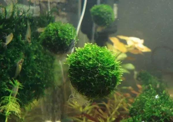 垂泪莫斯和三角莫斯火焰莫斯,莫斯水草球做法