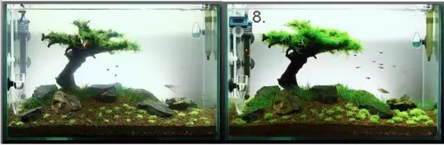 垂泪莫斯和三角莫斯火焰莫斯,莫斯水草球做法