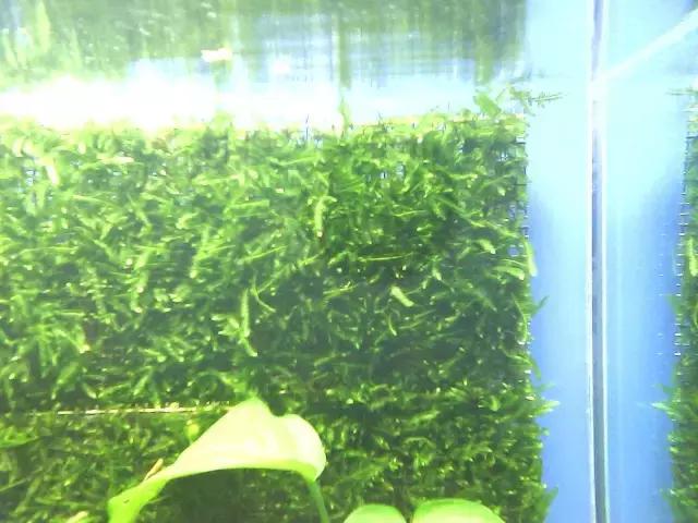 垂泪莫斯和三角莫斯火焰莫斯,莫斯水草球做法