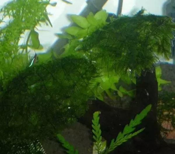 垂泪莫斯和三角莫斯火焰莫斯,莫斯水草球做法