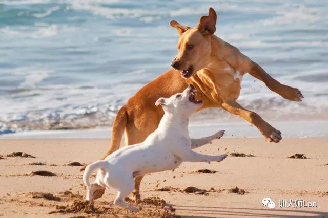 狗狗爱打架怎么纠正,狗狗经常和玩具吵架