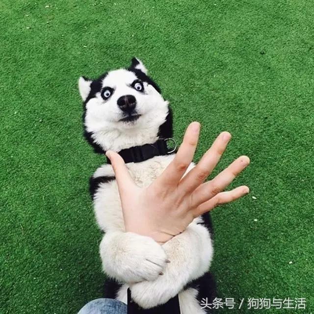 哈士奇西伯利亚雪橇犬,哈士奇真名叫做西伯利亚雪橇犬