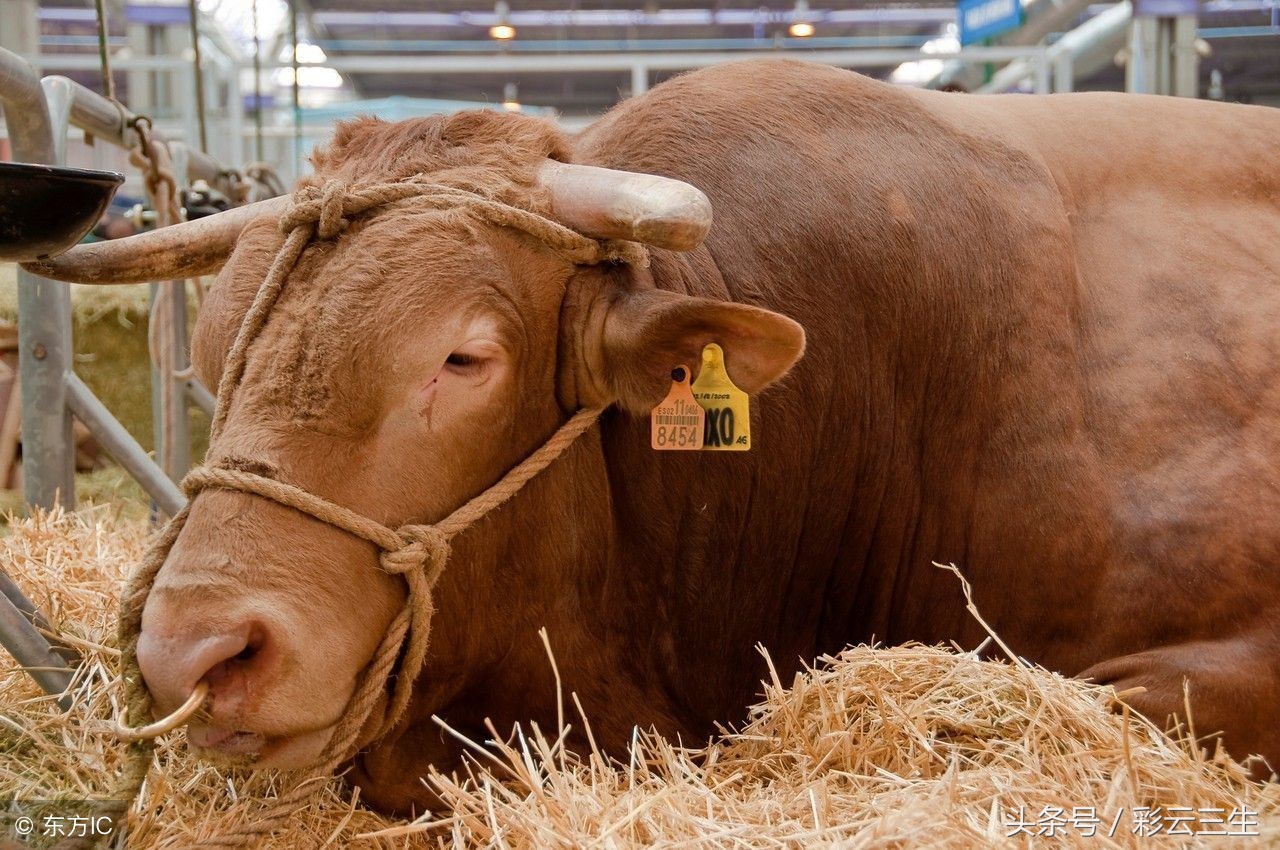 母牛为何屡配不孕，如何治疗母牛屡配不孕