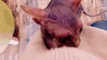 少女心沦陷！看完这7家粉粉粉粉出天际的店，不想去算我输