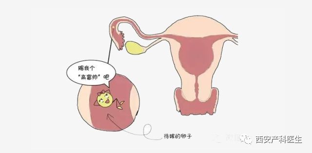 确认早孕为什么要停二甲双胍,多久可以做b超确定是否早孕