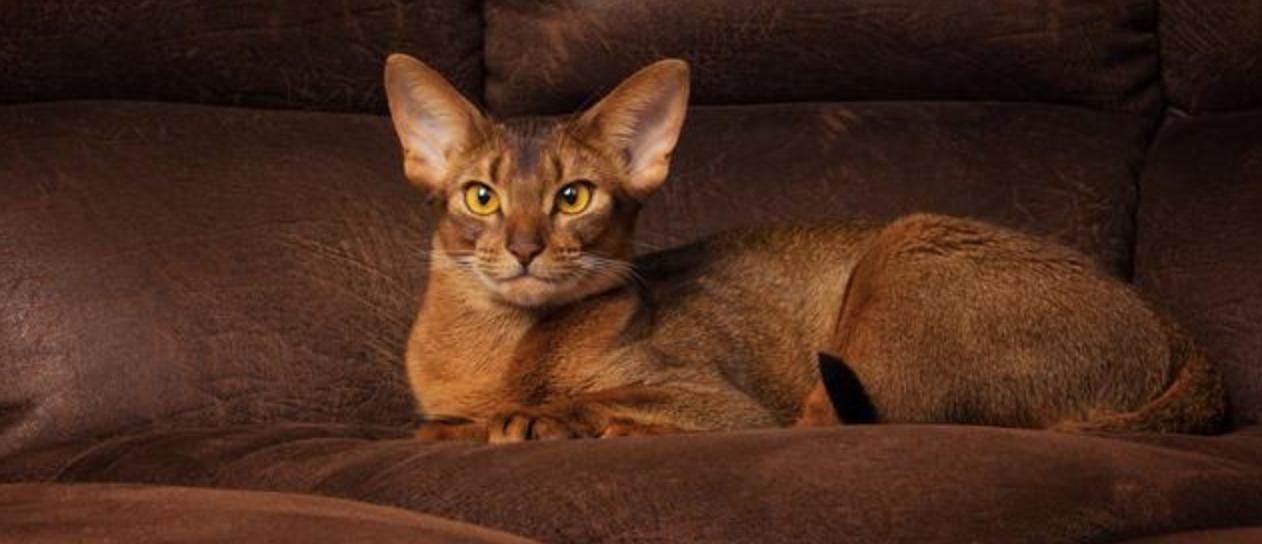 最受欢迎的十大英短猫,全世界最受欢迎的猫品种排名