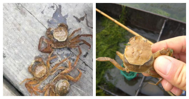 河蟹气泡病症状,河蟹气泡病怎么预防