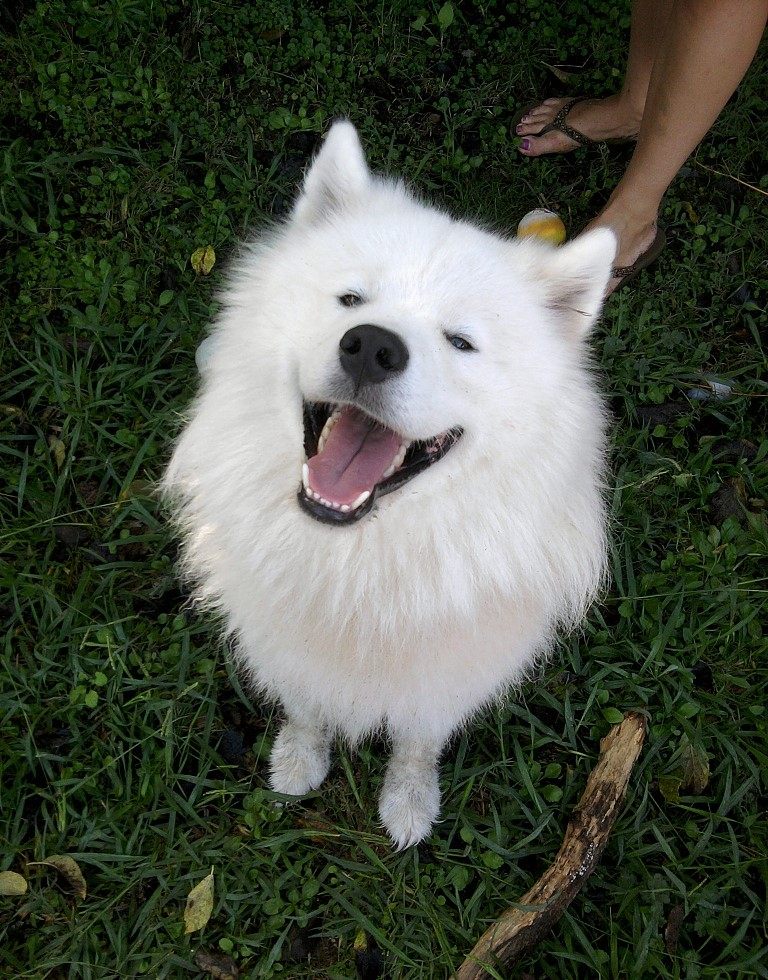 十二星座命中注定星座伴侣是谁,十二星座对应的宠物