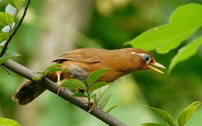 画眉鸟叫声音大全,画眉鸟公叫和母叫