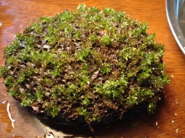 垂泪莫斯和三角莫斯火焰莫斯,莫斯水草球做法