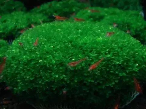 垂泪莫斯和三角莫斯火焰莫斯,莫斯水草球做法