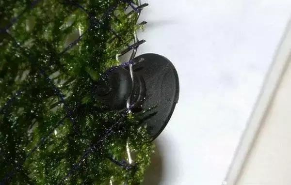 垂泪莫斯和三角莫斯火焰莫斯,莫斯水草球做法