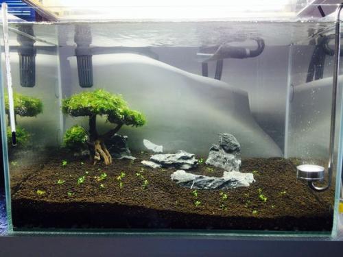 垂泪莫斯和三角莫斯火焰莫斯,莫斯水草球做法