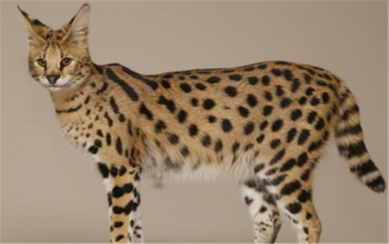 美丽是种错误，优雅是原罪，这句话在这种大猫身上印证