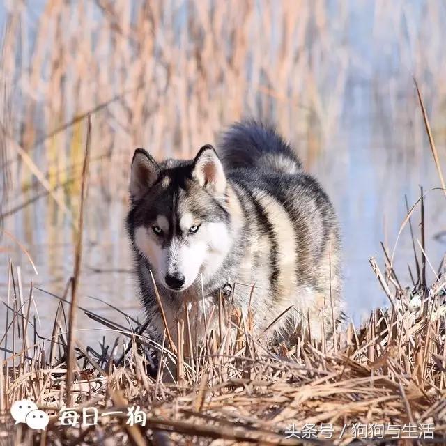 哈士奇西伯利亚雪橇犬,哈士奇真名叫做西伯利亚雪橇犬