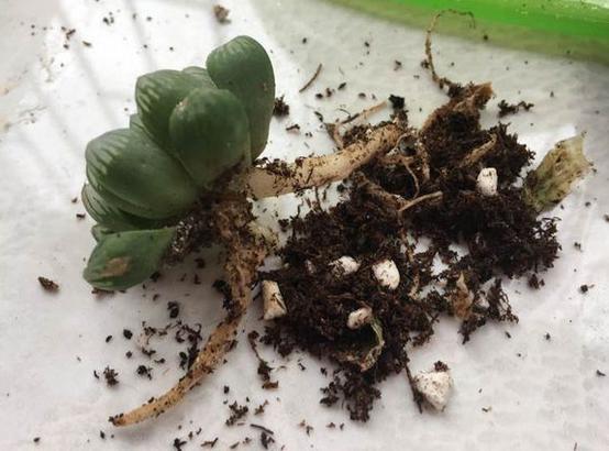 多肉玉露把主根剪了怎么办,多肉蓝镜玉露烂根