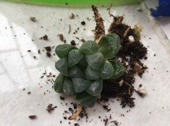 多肉玉露把主根剪了怎么办,多肉蓝镜玉露烂根