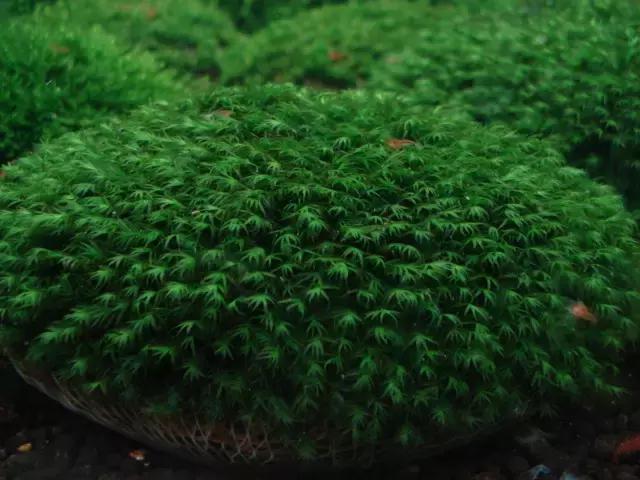 垂泪莫斯和三角莫斯火焰莫斯,莫斯水草球做法