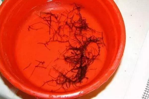 垂泪莫斯和三角莫斯火焰莫斯,莫斯水草球做法