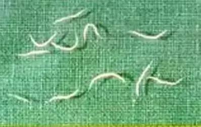 该打虫子的表现,该打虫了是什么意思