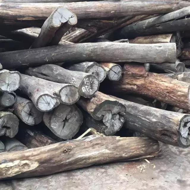 红木替代用材——非洲檀香