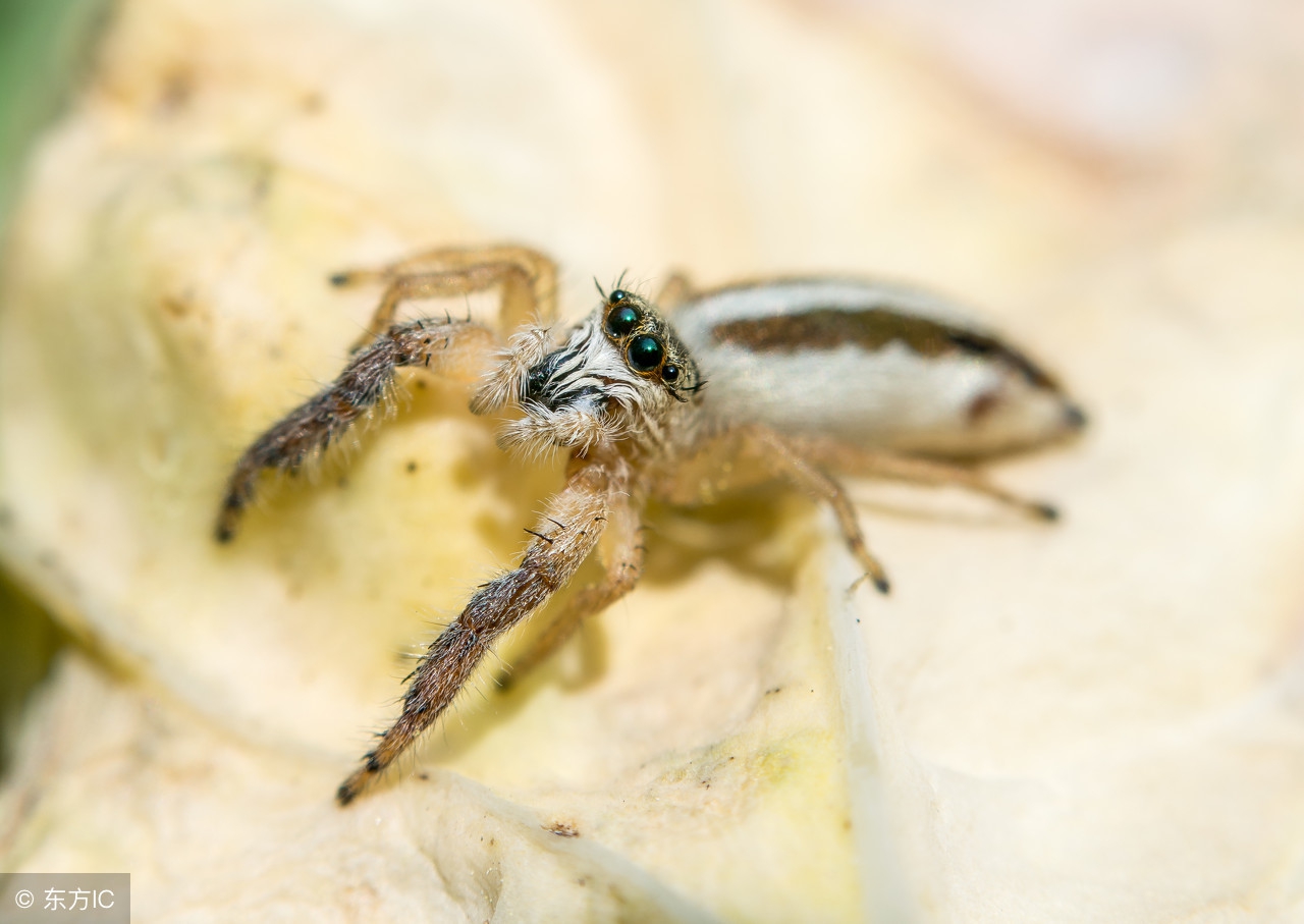 宝宝身上起丘疹麻疹怎么办,宝宝身上起荨麻疹一样的风团