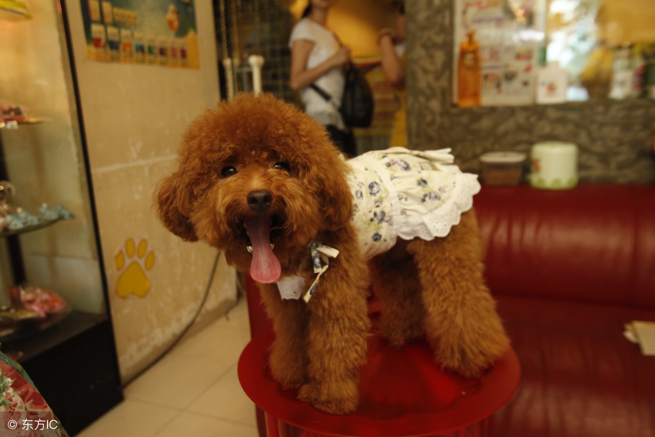 泰迪刚生小狗应该怎么补营养,泰迪幼犬怎么养基础知识