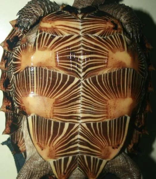 我滴个龟龟,我滴龟龟什么意思