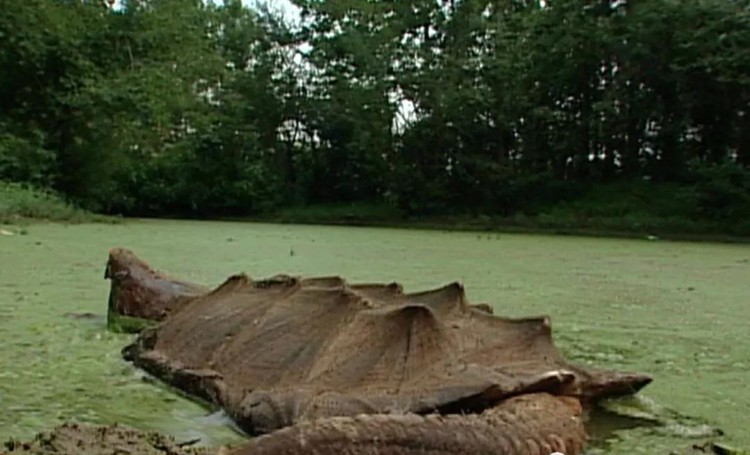 我滴个龟龟,我滴龟龟什么意思