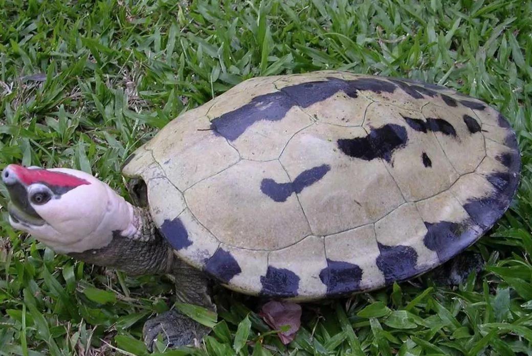 我滴个龟龟,我滴龟龟什么意思