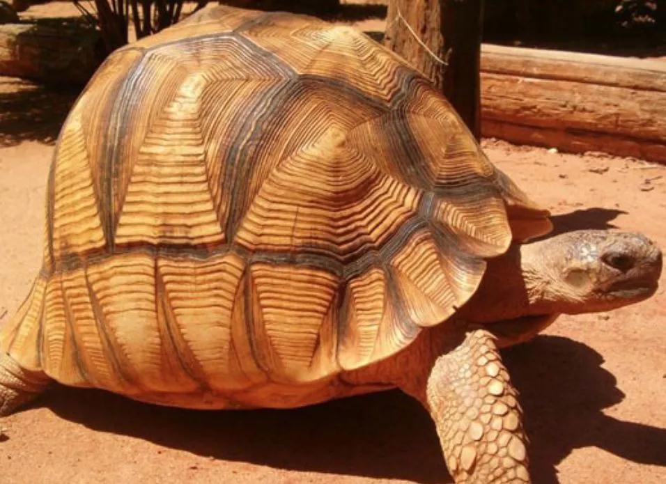 我滴个龟龟,我滴龟龟什么意思