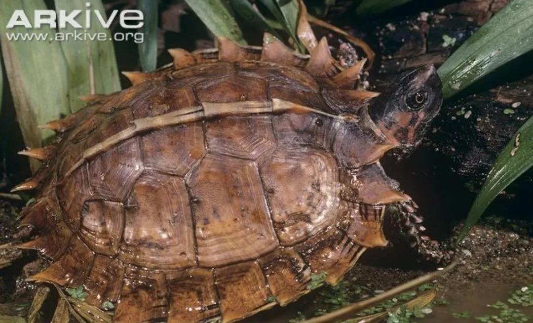 我滴个龟龟,我滴龟龟什么意思