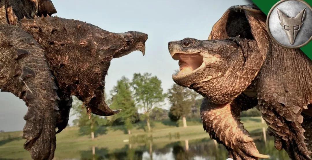 我滴个龟龟,我滴龟龟什么意思