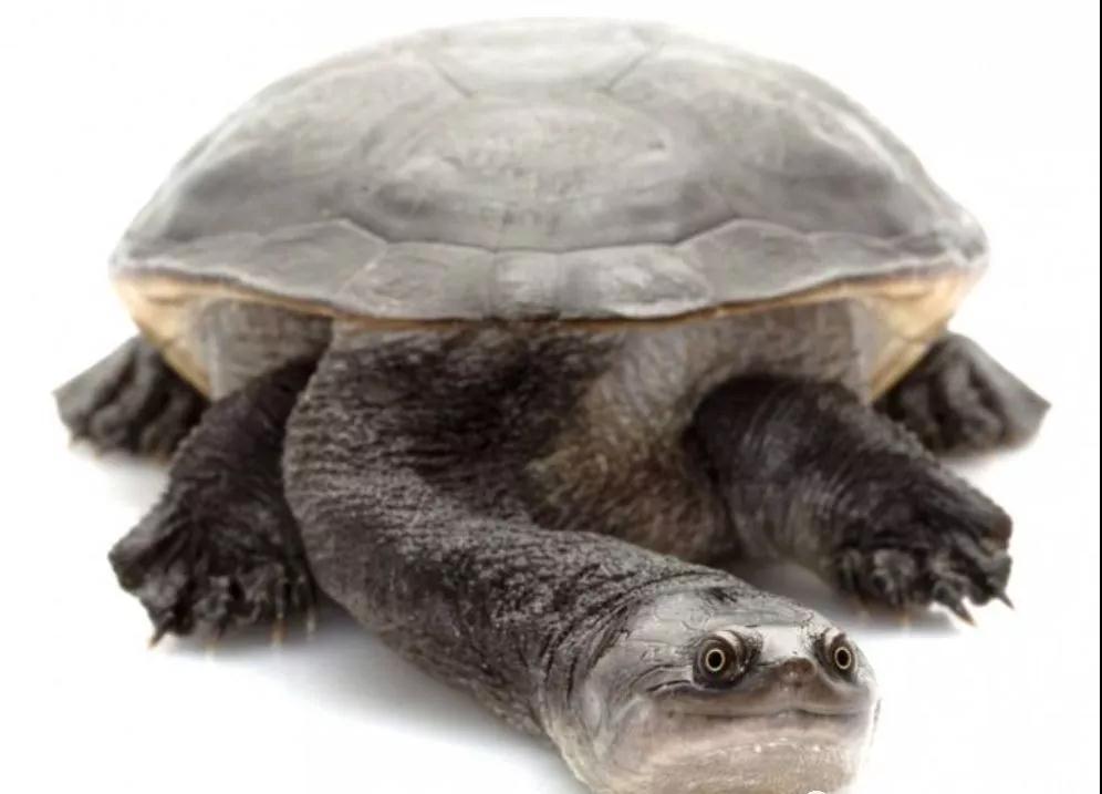 我滴个龟龟,我滴龟龟什么意思