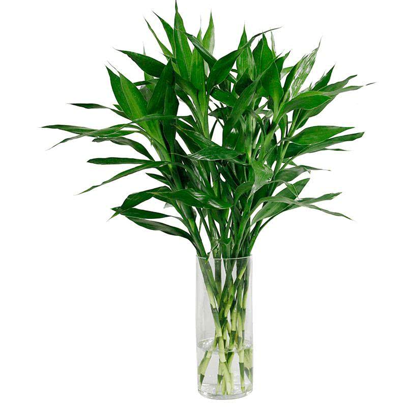 家里绿植叶子变黄是怎么回事,家里绿植叶子发黄干枯在家用什么