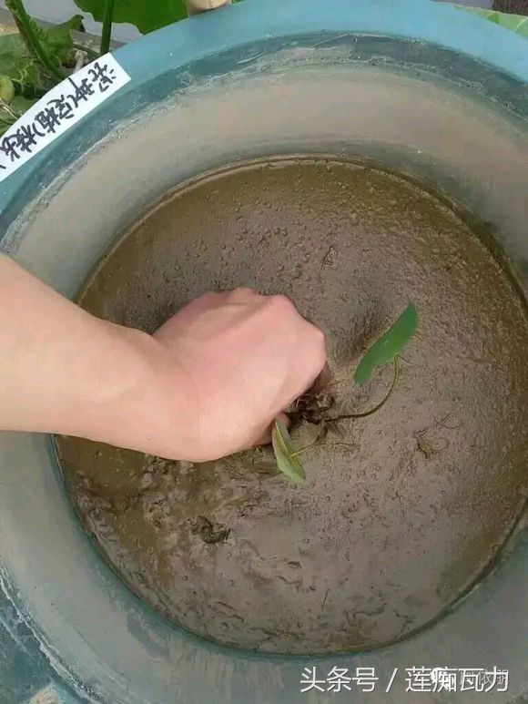 碗莲的种植方法水培碗莲,碗莲种子种植方法和关注事项图片