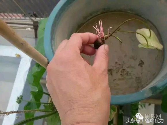 碗莲的种植方法水培碗莲,碗莲种子种植方法和关注事项图片
