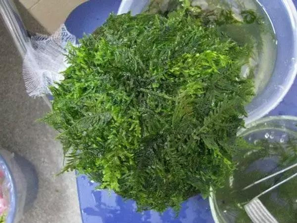 垂泪莫斯和三角莫斯火焰莫斯,莫斯水草球做法