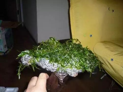 垂泪莫斯和三角莫斯火焰莫斯,莫斯水草球做法