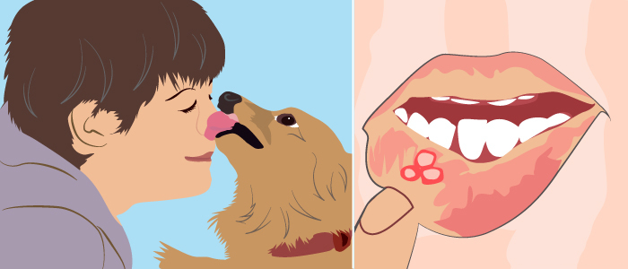 狗舔另外一只狗的嘴,被狗舔嘴有什么危害吗