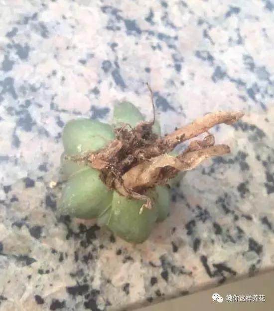 多肉玉露把主根剪了怎么办,多肉蓝镜玉露烂根
