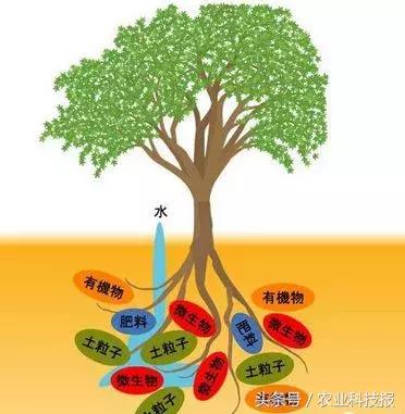 生物菌肥适用所有植物吗,生物菌肥是颗粒还是粉末