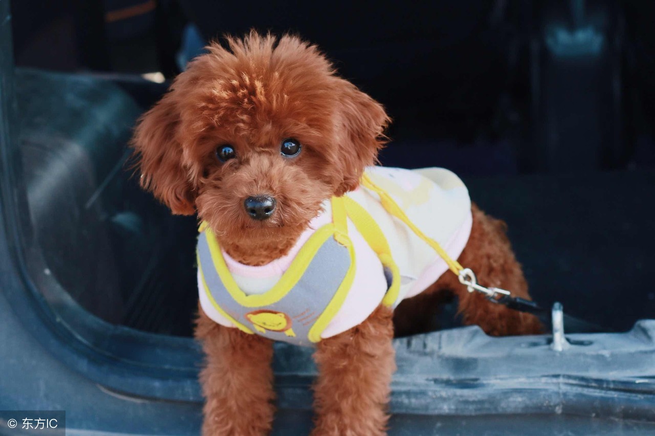 泰迪刚生小狗应该怎么补营养,泰迪幼犬怎么养基础知识