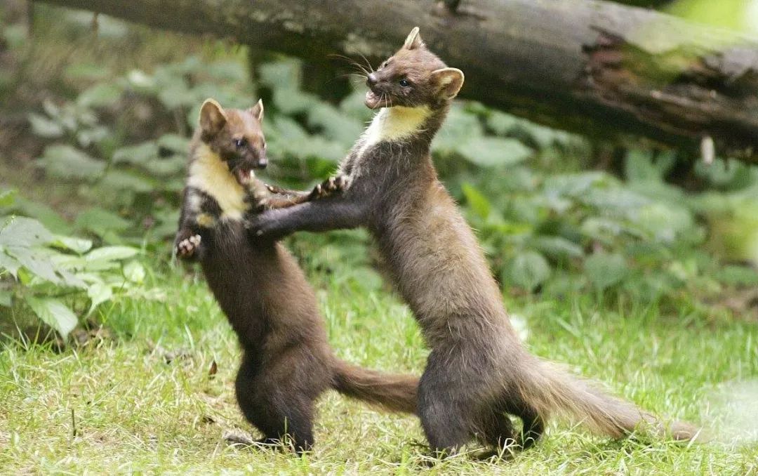 松貂金黄色,松貂潮款