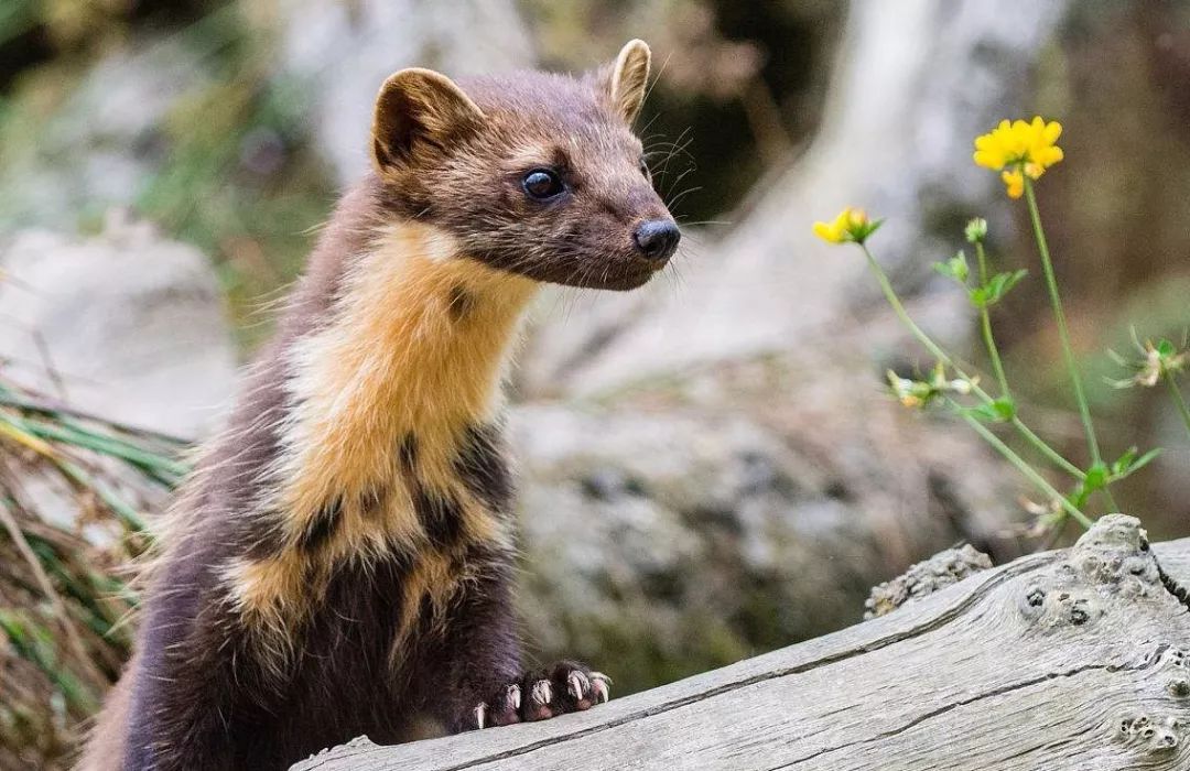 松貂金黄色,松貂潮款