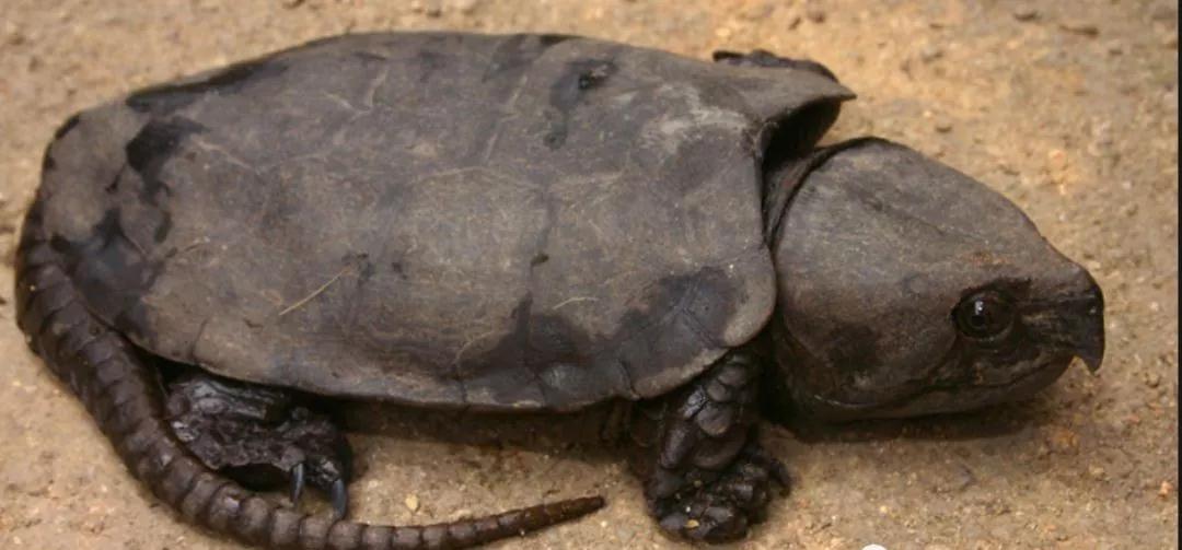 我滴个龟龟,我滴龟龟什么意思